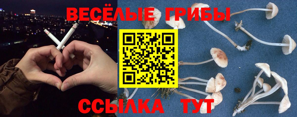 Каменск-Шахтинский  Псилоцибиновые грибы Psilocybe  Вход с VPN 